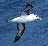 Albatros